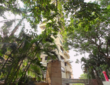 Sale Sea View 4 BHK in Bandra W, Mount Mary, Steesha.
